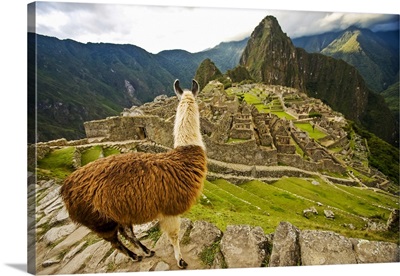 Llama Looks Over At Reconstructed Stone Buildings On Machu Picchu, Peru