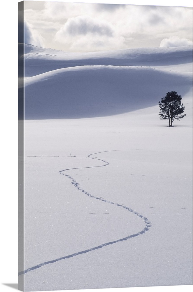 A lone lodgepole pine tree (Pinus contorta) and coyote tracks in fresh snow Yellowstone National Park, Wyoming, United Sta...