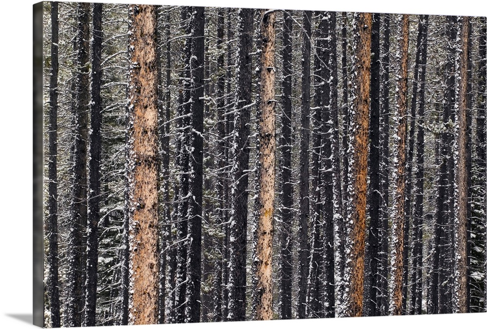 Lodgepole Pine Trunks, Maligne River Valley, Alberta, Canada