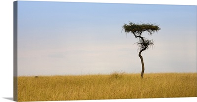 Lone Acacia Tree, Masai Mara, Kenya