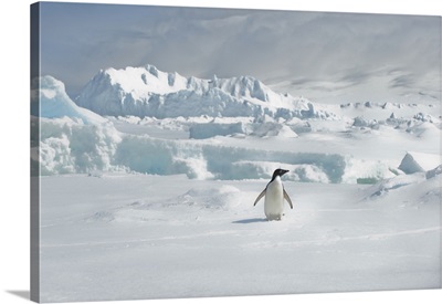 Lone Adelie Penguin Standing On Icy Tundra At Cierva Cove, Hughes Bay Adelie, Antarctica
