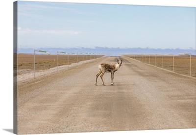 Lone Caribou Stands In The Dalton Highway, Alaska