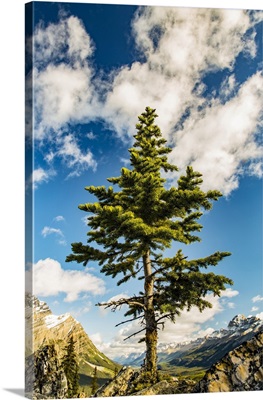 Lone Coniferous Tree, Rocky Mountains, Banff National Park, Alberta, Canada