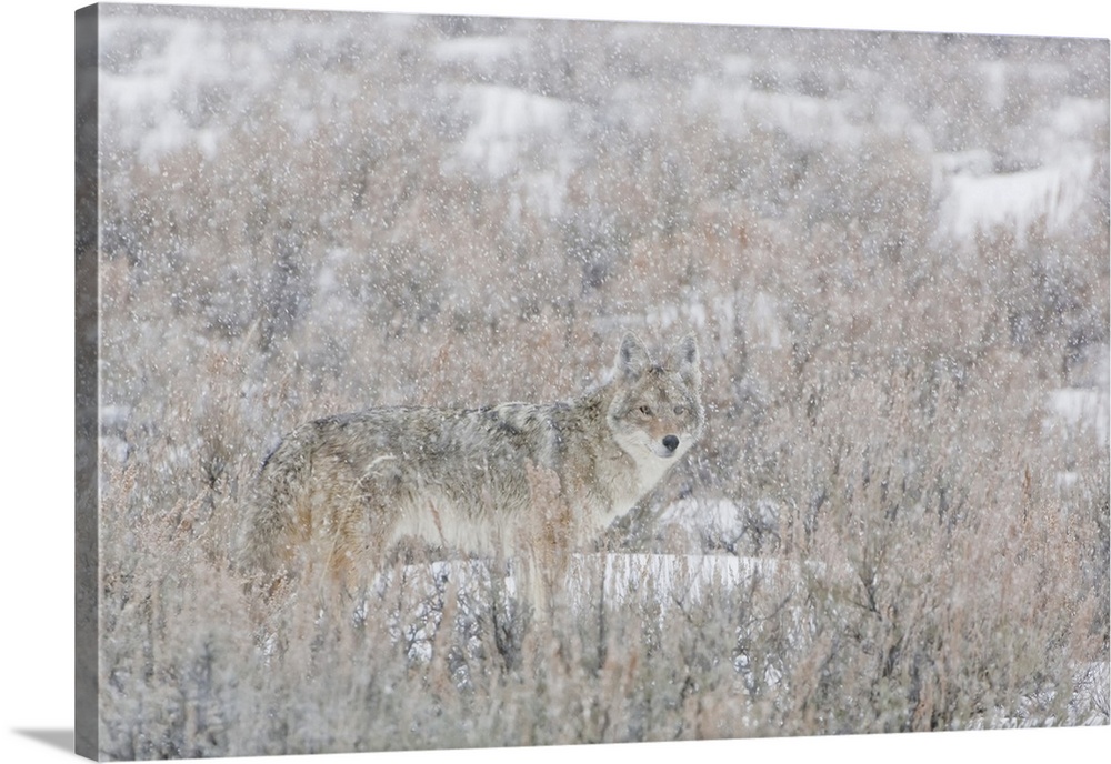 Lone coyote (Canis latrans) standing in the middle of a field of brush looking at camera through the falling snow Yellowst...