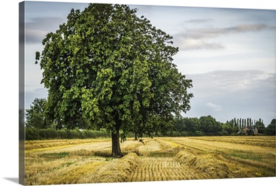 Lone Green Tree In A Field; Knapwell, Cambridgeshire, England