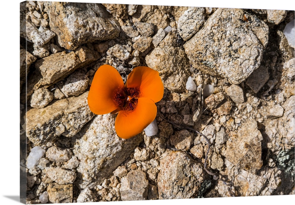 A lone poppy blooms in Joshua Tree National Park in late spring; California, United States of America
