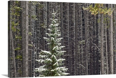 Lone Spruce Tree Against Backdrop Of Lodgepole Pine Trunks, Alberta, Canada