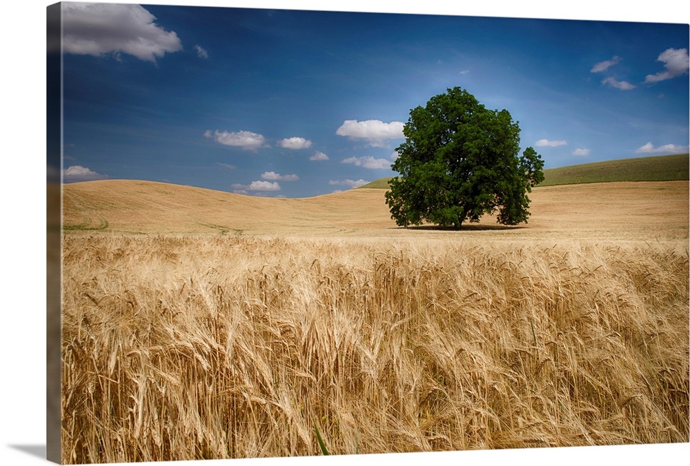 Lone tree in a wheat field, Palouse, Washington, United States of America.