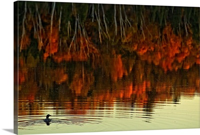 Loon In Opeongo Lake With Reflection Of Trees In Water, Ontario, Canada
