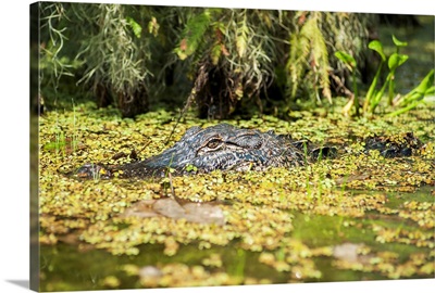 Louisiana, Alligator in swamps, Breaux Bridge