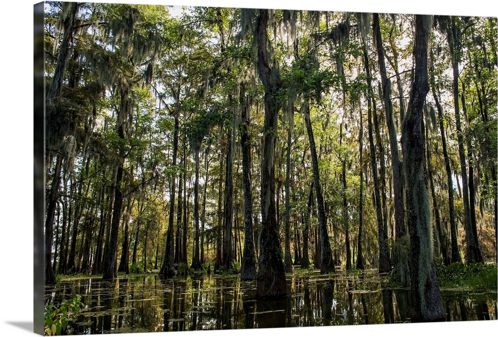 Louisiana, Swamp landscape, Breaux Bridge
