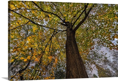 Low Angle View Of An Autumn-Colored Maple Tree In Central Park, New York