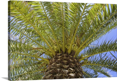 Low Angle View Of Palm Tree In Puerto De La Cruz, Tenerife, Canary Islands, Spain