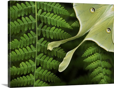 Luna Moth Rests On A Lady Fern, Its Eye Spots And Long Tail Visible