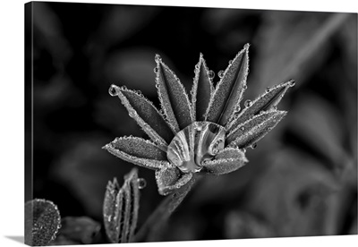 Lupine Leaves With Dew Drops In Black And White, United States Of America