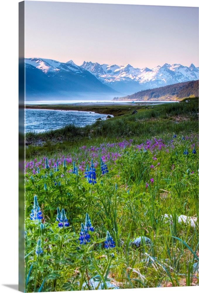 This beautiful photograph is taken in Alaska with a view of snow capped mountains in the background and a field of flowers...