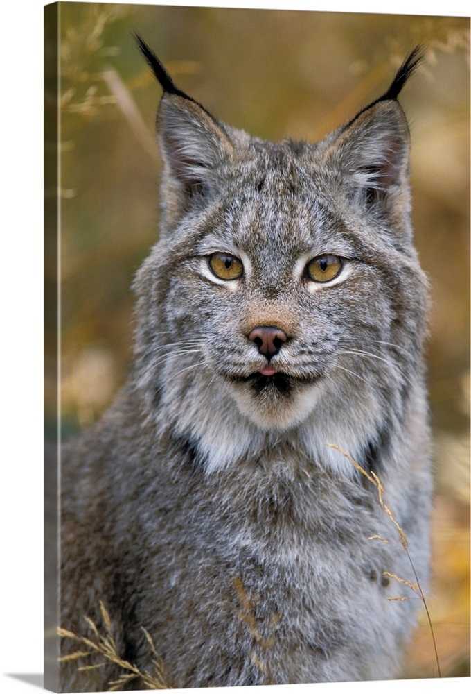 Lynx, Autumn, Rocky Mountains, North America Wall Art, Canvas Prints ...