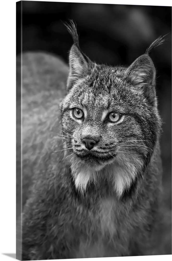 Lynx (lynx canadensis), Chilkat river, Haines, Alaska, united states of America.