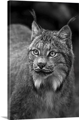 Lynx (Lynx Canadensis), Chilkat River, Haines, Alaska, United States Of America