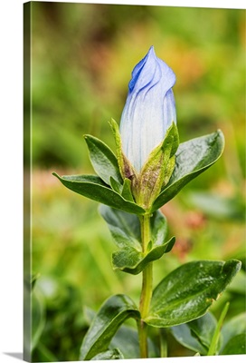 Macro of Broadpetal Gentian at Crow Pass in Chugach National Forest in Alaska