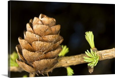 Macro of Larch needles and cone during Spring Anchorage Alaska