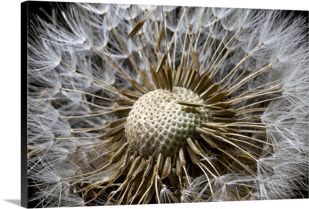 Picture taken very closely of a dandelion whose florets on the top are mostly gone.