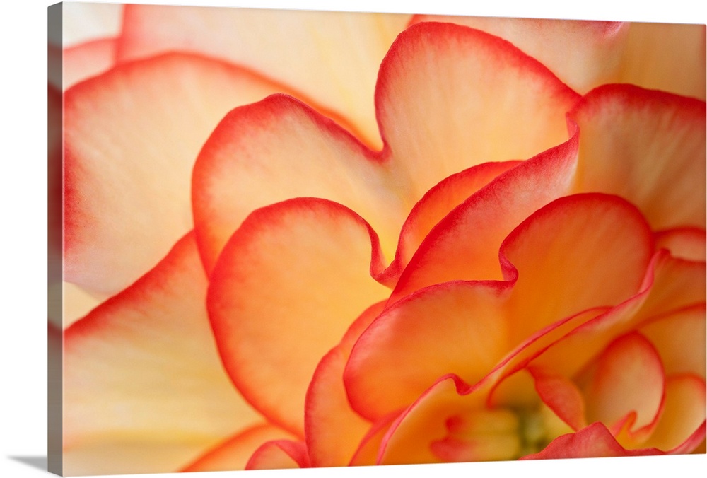 This close up of a flower blossom unfurling in this oversized wall art for the home or office.