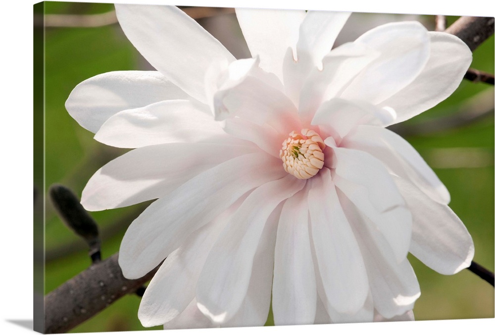 Magnolia flower, Magnolia stellata, centennial, in the springtime.
