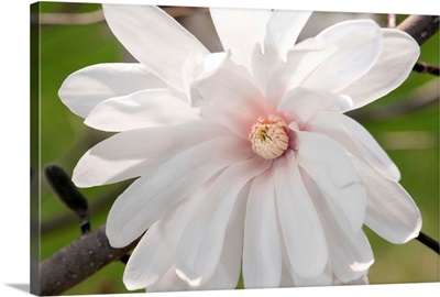 Magnolia flower, Magnolia stellata, centennial, in the springtime.; Jamaica Plain, Massachusetts.