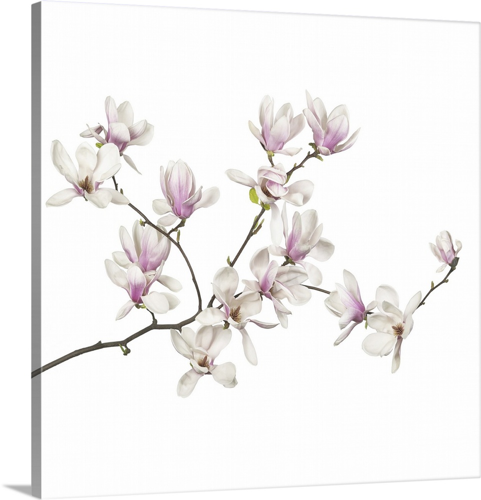 Magnolia flowers on a white background.