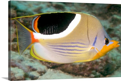 Malaysia, Saddleback Butterflyfish