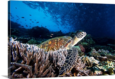 Malaysia, Sipidan, Green Sea Turtle (Chelonia Mydas) On Coral Reef