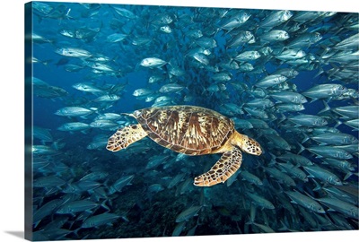 Malaysia, Sipidan, Green Sea Turtle (Chelonia Mydas) With Schooling Fish
