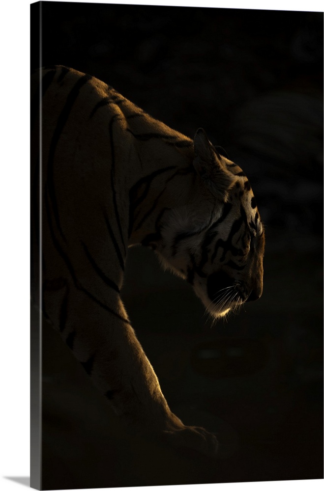 Male Bengal tiger (Panthera tigris tigris) walks in darkness, lit by the setting sun. He has orange and black stripes with...