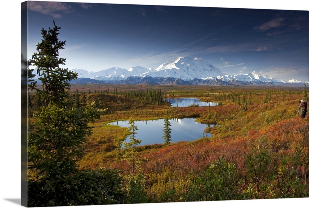 Male hiker near two kettle ponds in the fall tundra in Denali National ...