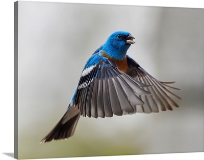 Male Lazuli Bunting (Passerina amoena), Beaver Mines, Alberta