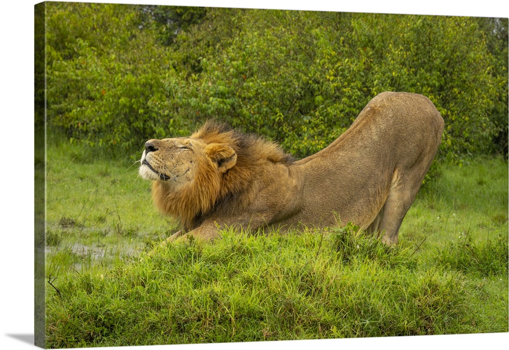 Close-up of male Lion (Panthera leo) stretching behind mound in Maasai Mara National Reserve; Narok, Masai Mara, Kenya.
