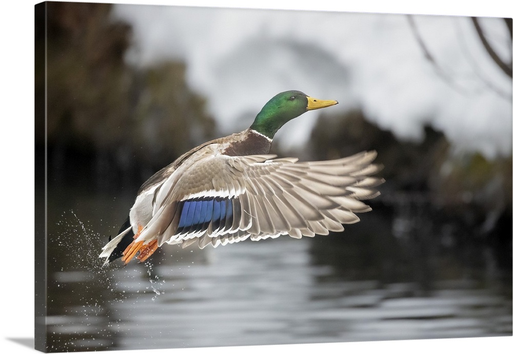 Male Mallard, Anas Platyrhynchos, Taking Off From The Water