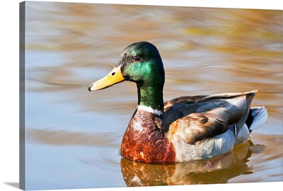 Male Mallard Duck In Water, Assiniboine Park, Winnipeg, Manitoba, Canada