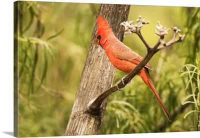 Male Northern Cardinal In The Chiricahua Mountains, Arizona, United States Of America