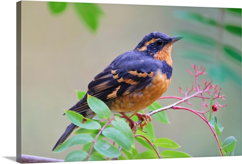 Male Varied Thrush Perched On Mountain Ash Branch, Fairbanks, Alaska