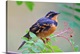 image thumbnail of Male Varied Thrush Perched On Mountain Ash Branch, Fairbanks, Alaska