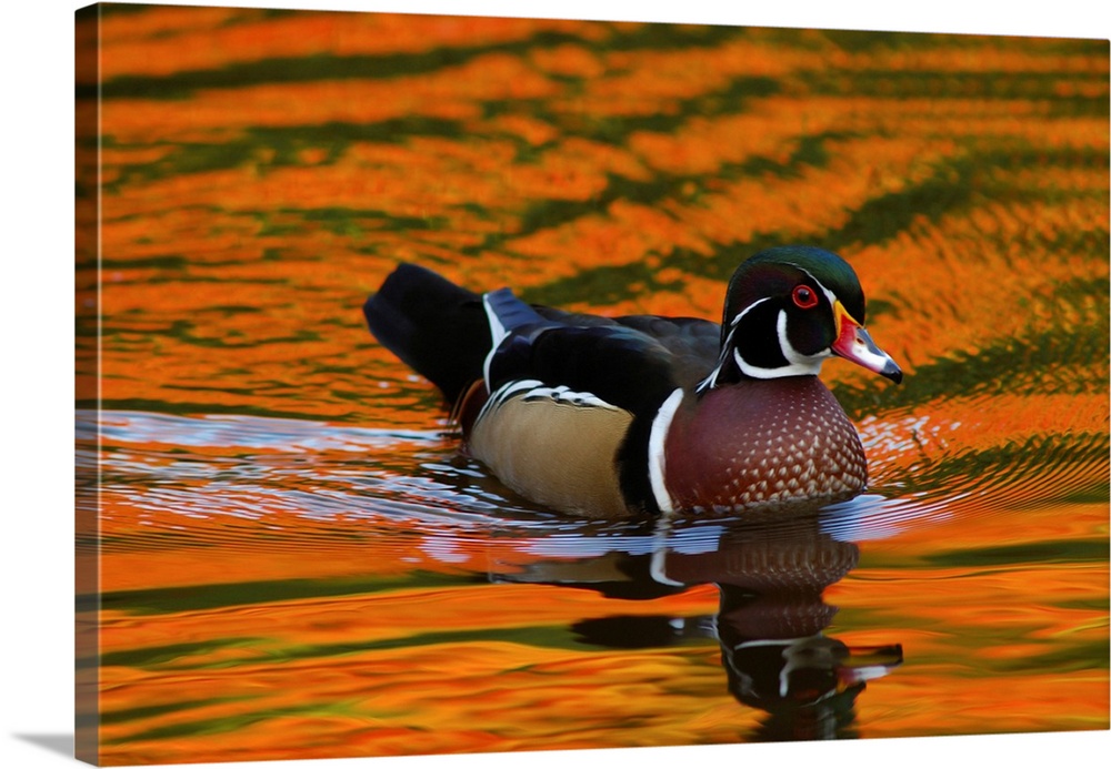 Male wood duck, Aix sponsa, swimming. The water reflects fall foliage. Cambridge, Massachusetts.