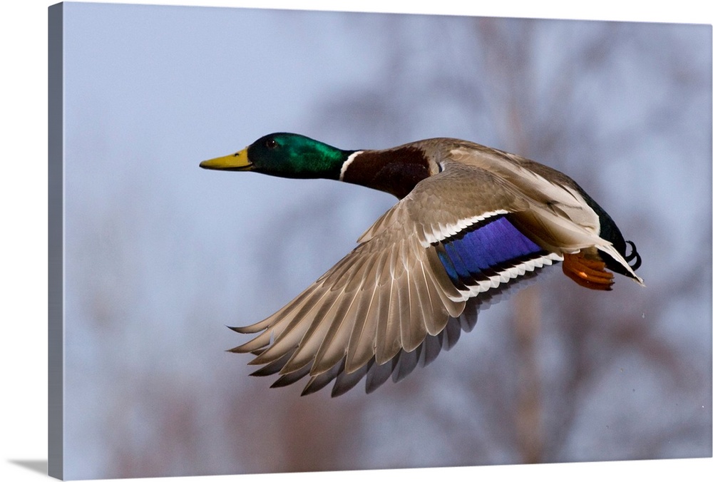 A male wild duck mid-flight in front of a blurred background of trees.
