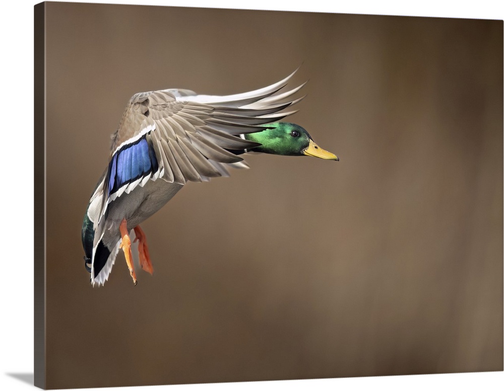 Mallard drake (Anas platyrhynchos) puts on the brakes to land on an unfrozen section of a Southcentral Alaska pond in mid-...