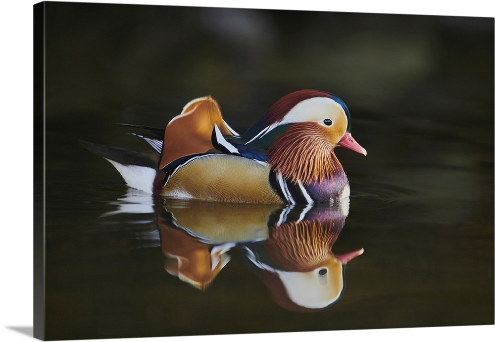 Mandarin duck (Aix galericulata) male swimming on a lake, Bavaria, Germany