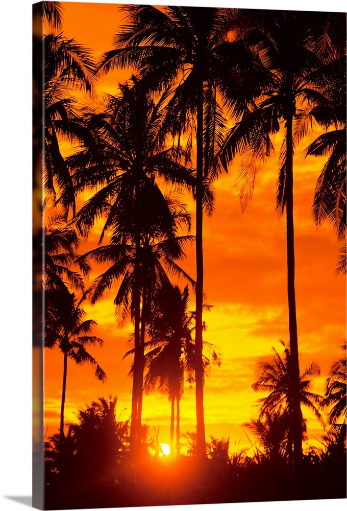 Many Palms Silhouetted In Vibrant Orange Sunset Sky