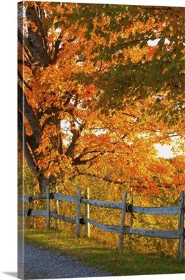 Maple Trees And A Rail Fence In Autumn; Lawrenceville, Quebec, Canada
