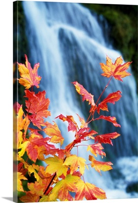 Maple Vine With Waterfall