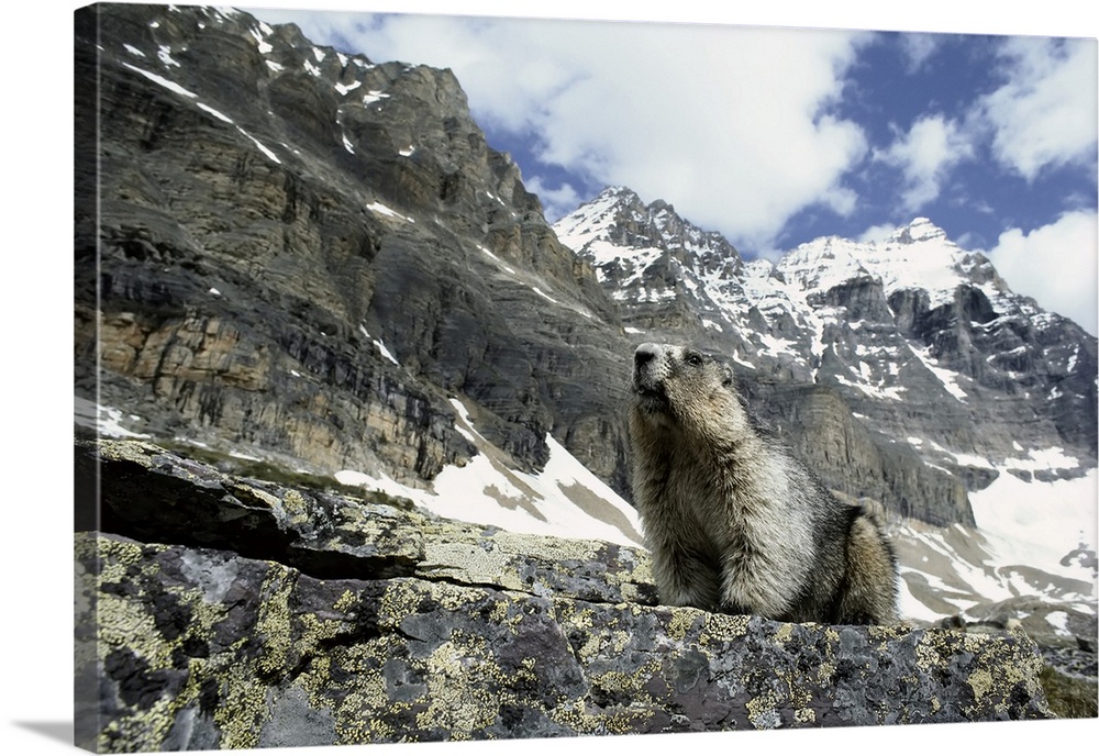 Close-up of a Marmot sitting on rock and looking out in the Rocky Mountains of Yoho National Park, BC, Canada, British Col...
